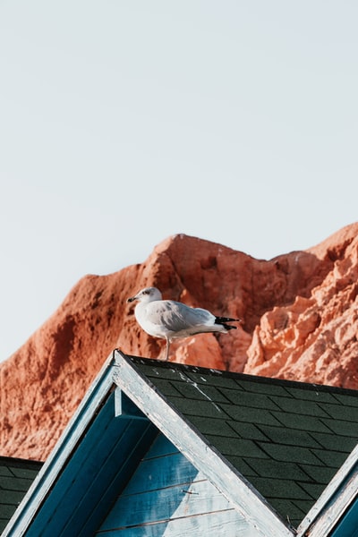 白色的海鸥栖息在屋顶
